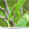 libythea celtis larva a